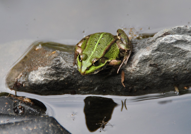 Teichfrosch