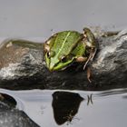 Teichfrosch