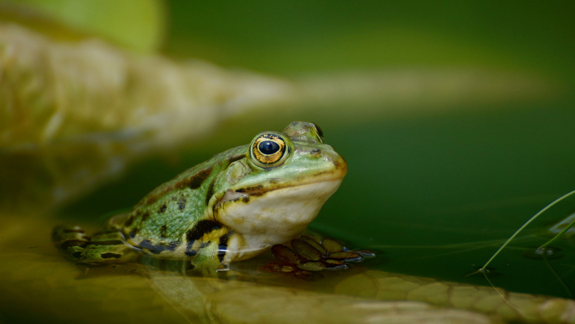 Teichfrosch