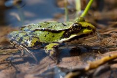 teichfrosch