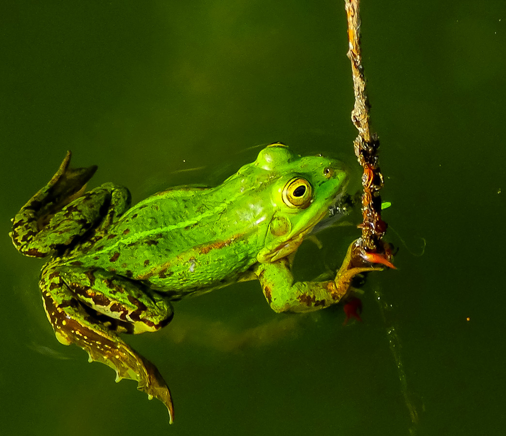 Teichfrosch