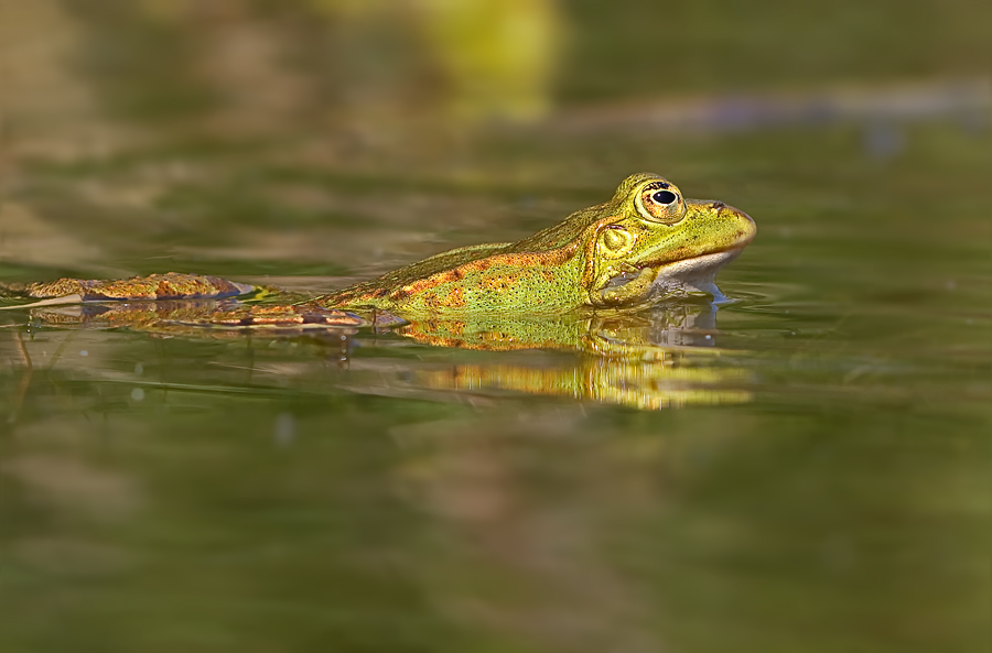 Teichfrosch