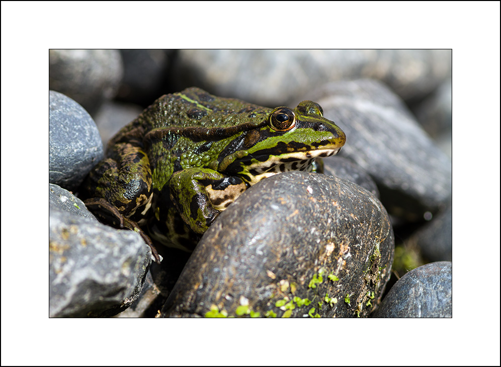 Teichfrosch bei seiner Lieblingbeschäftigung ....