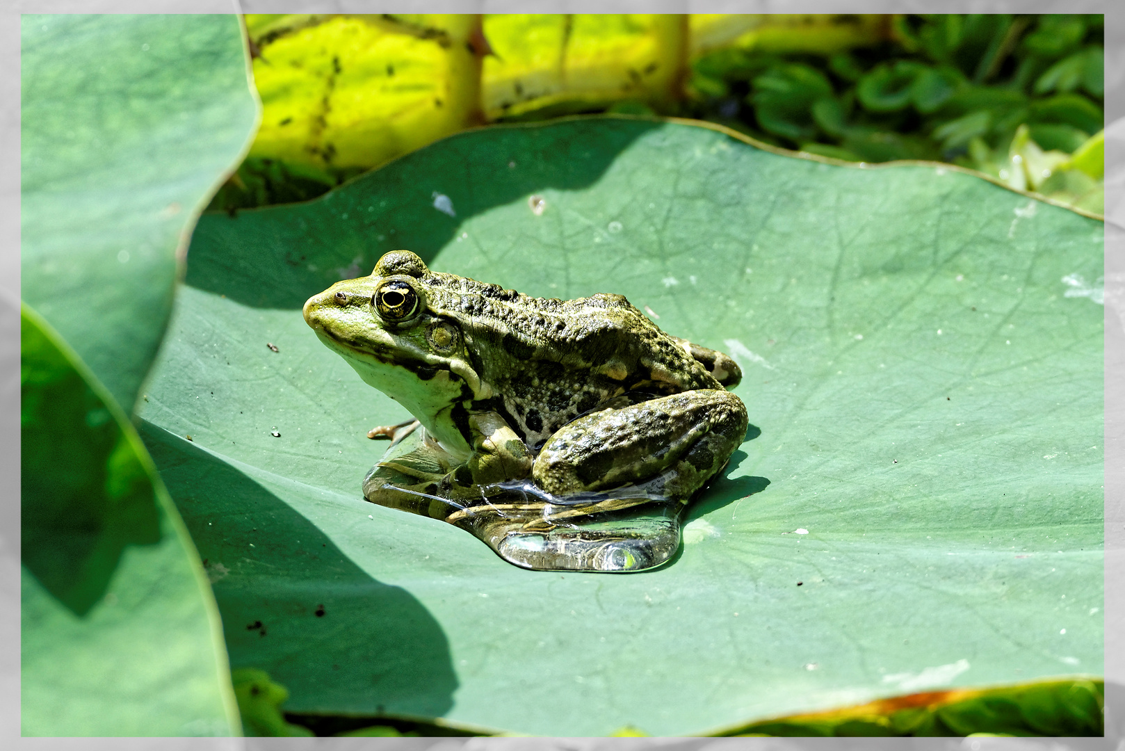 Teichfrosch beim Sonnebad (1)