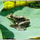 Teichfrosch beim Sonnebad (1)