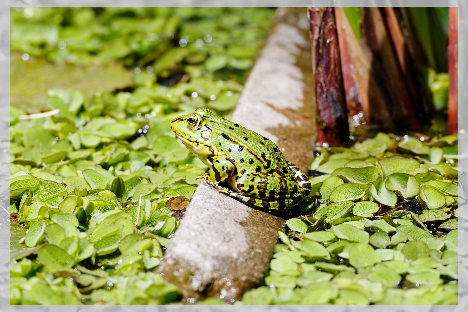 Teichfrosch beim Sonnenbad (2)