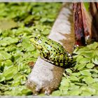 Teichfrosch beim Sonnenbad (2)