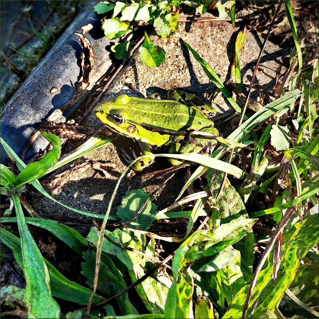 Teichfrosch beim Sonnenbad