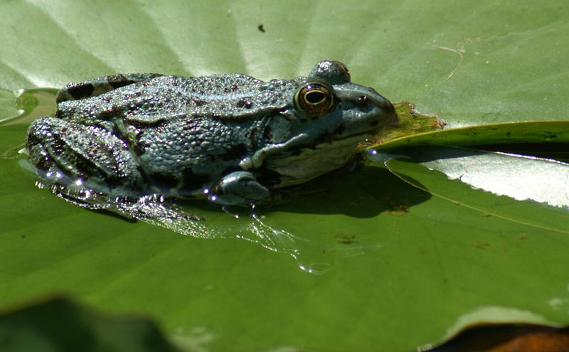 Teichfrosch beim Sonnenbad