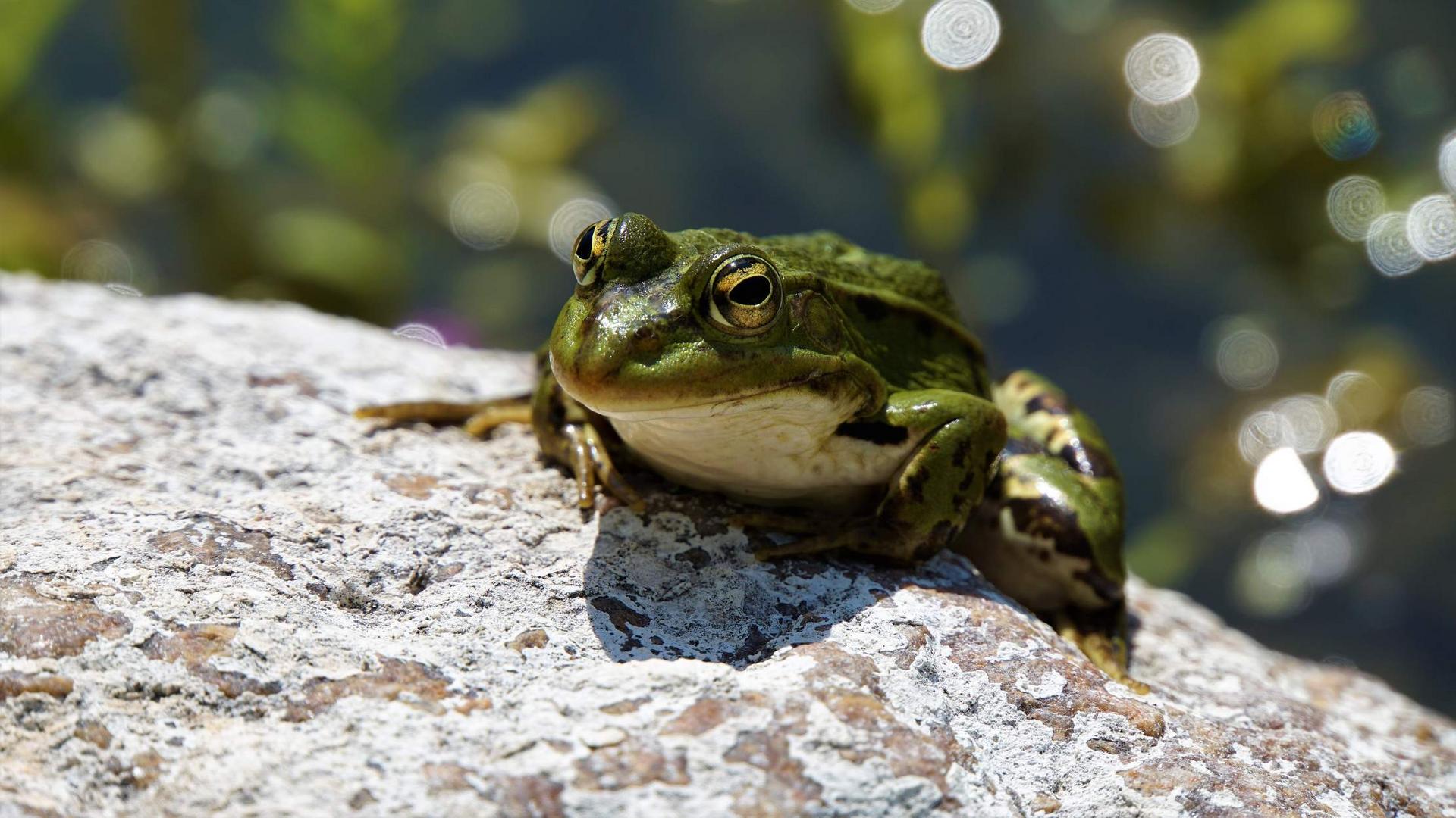 Teichfrosch beim Sonnetanken