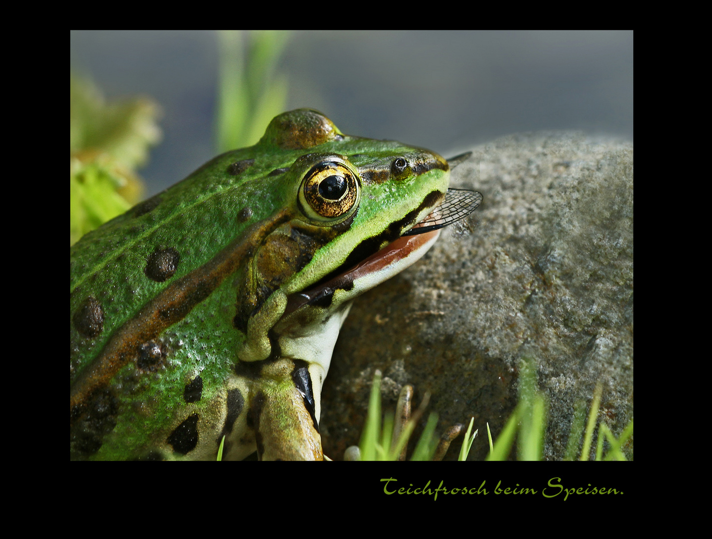 Teichfrosch beim Speisen.