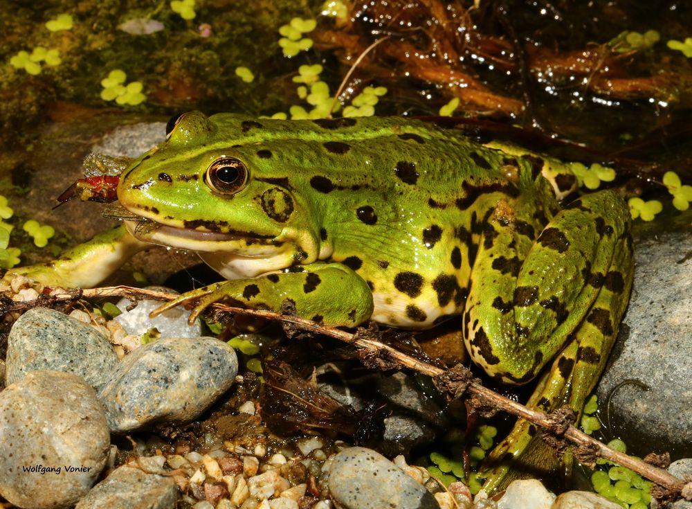 Teichfrosch bein Verspeisen einer Königslibelle