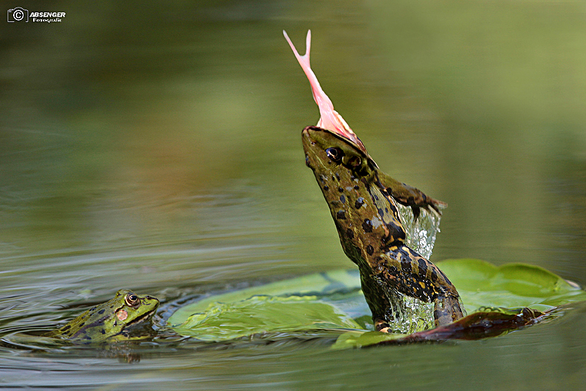 Teichfrosch