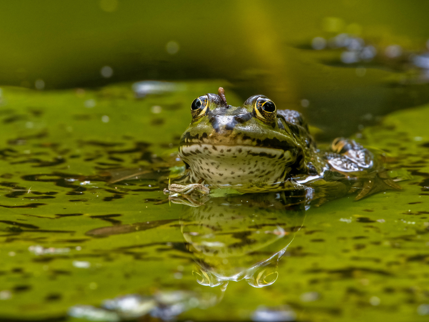 Teichfrosch