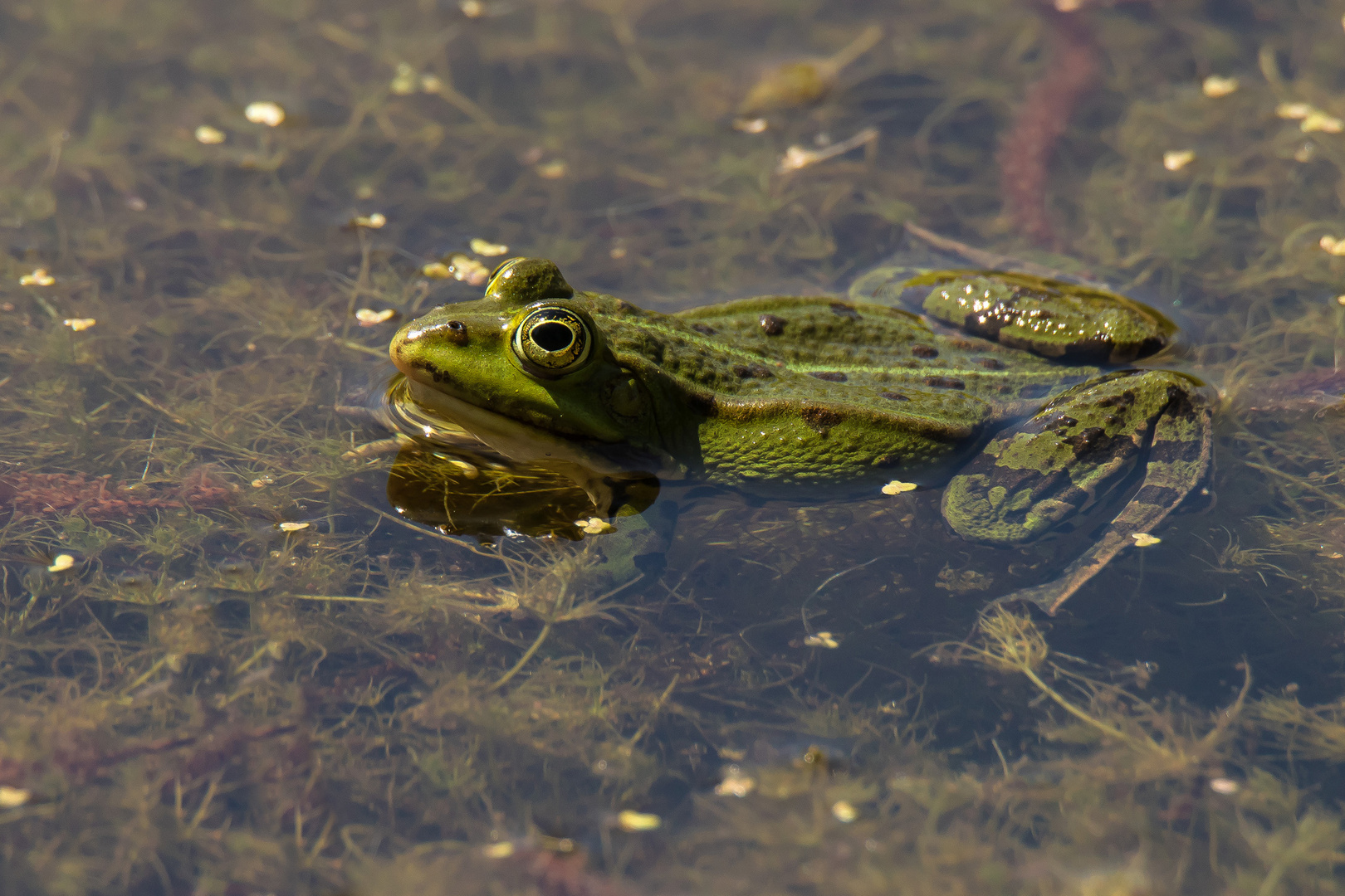 Teichfrosch