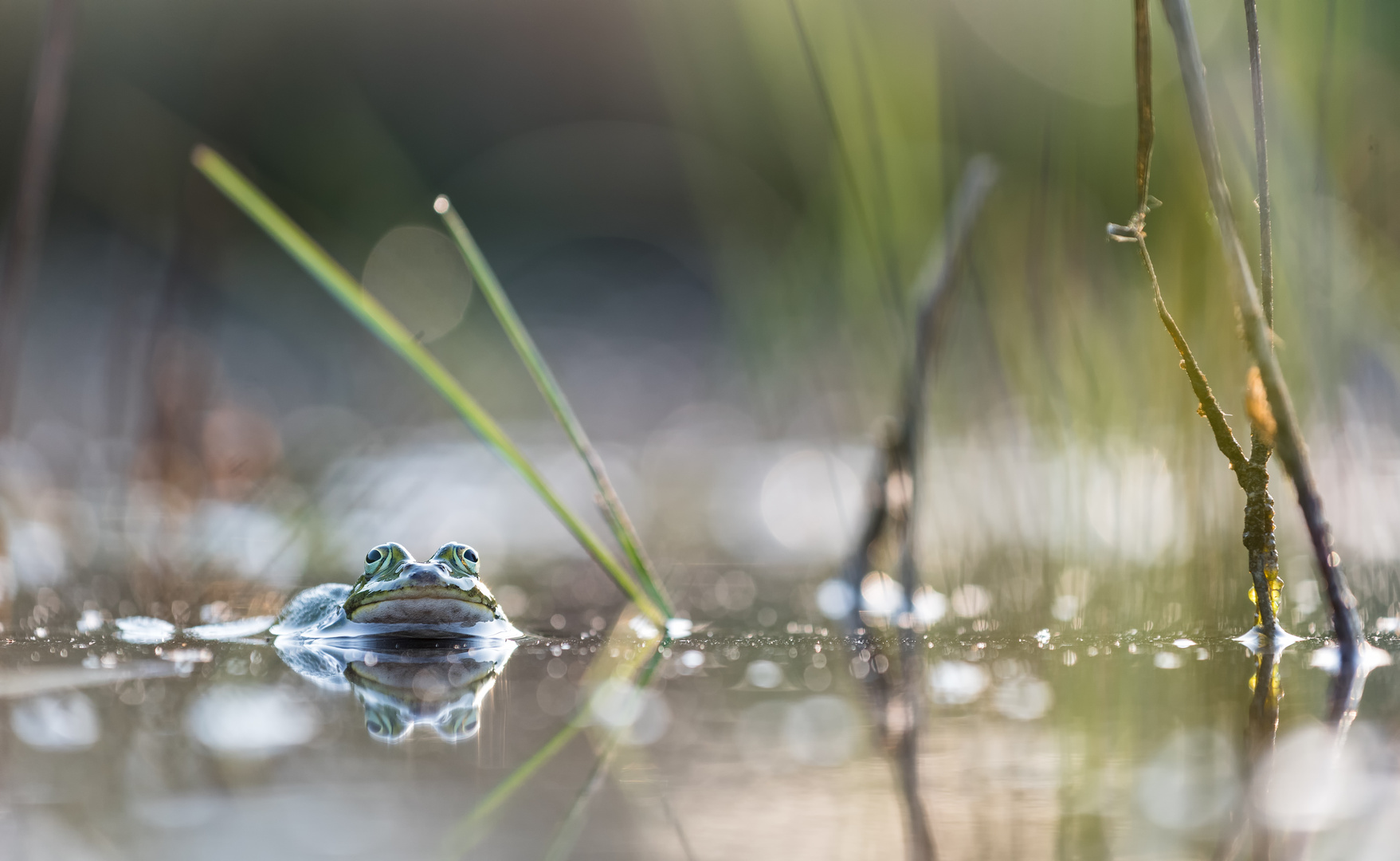 __teichfrosch______