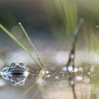 __teichfrosch______