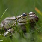 Teichfrosch