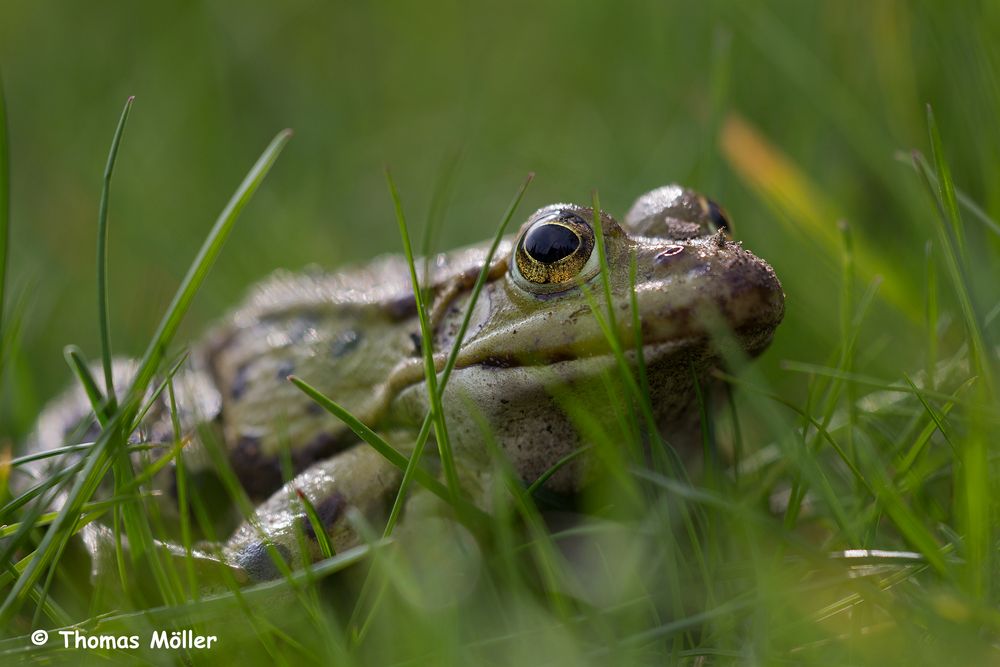 Teichfrosch