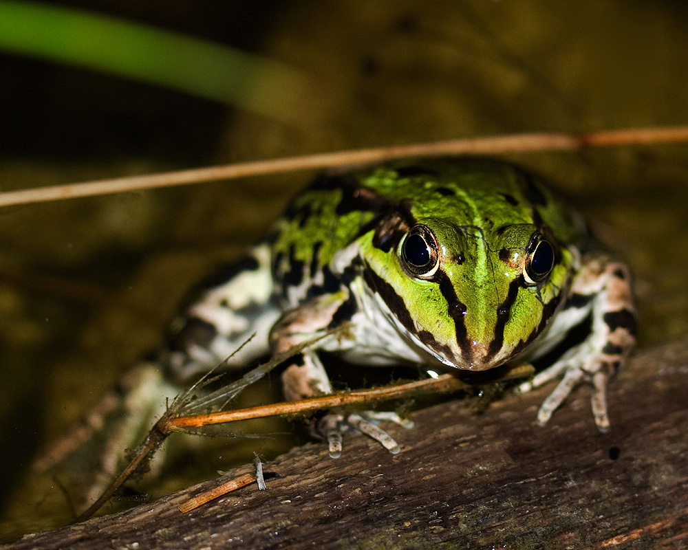 Teichfrosch