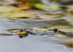 Teichfrosch