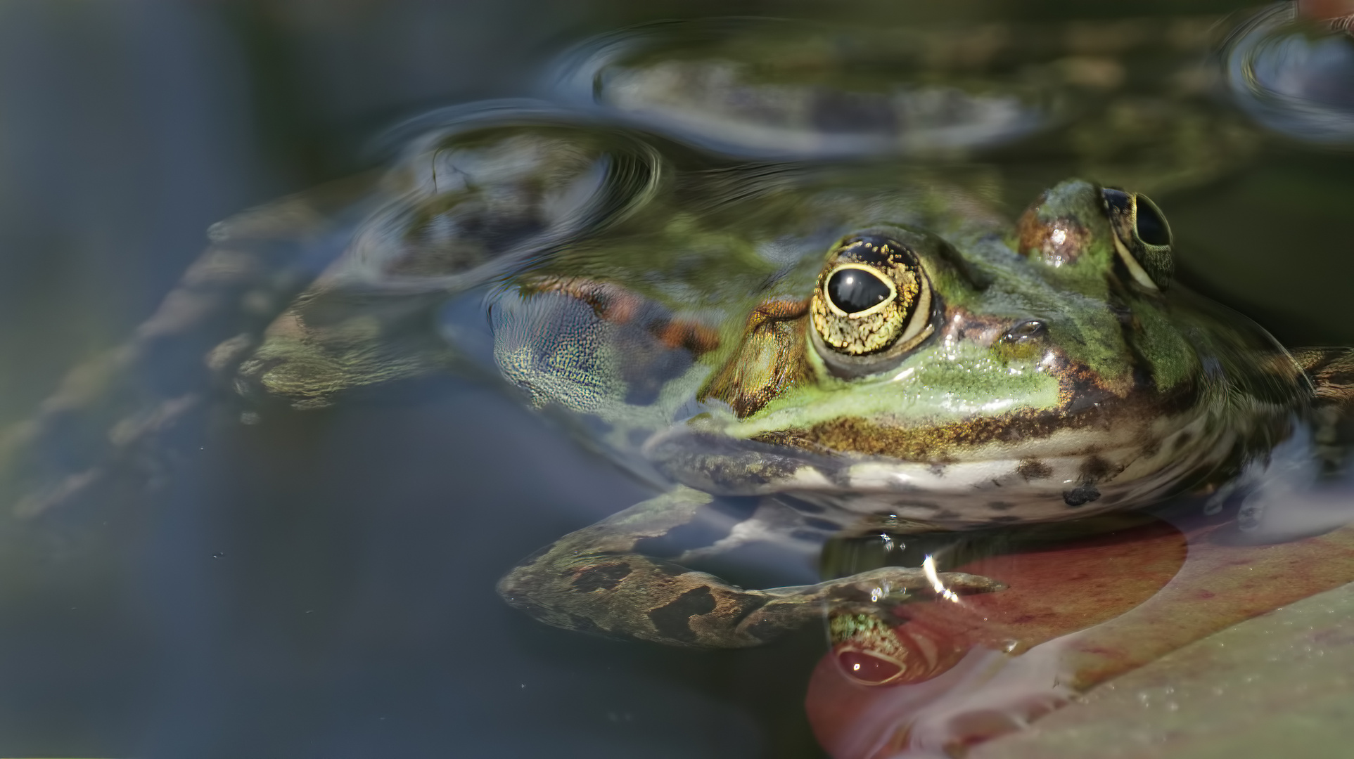 Teichfrosch