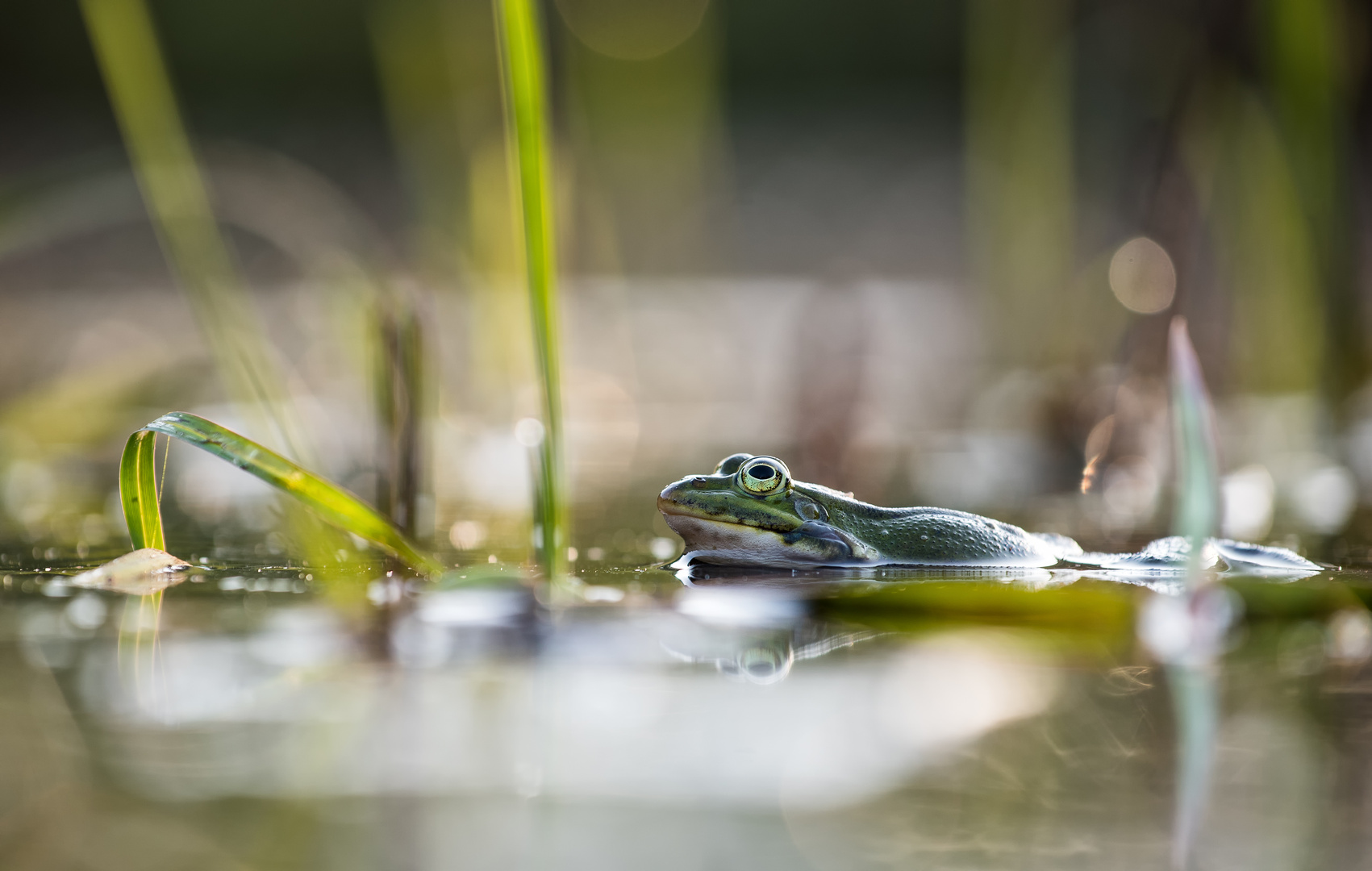 __teichfrosch__