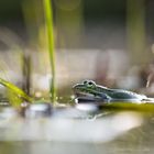 __teichfrosch__