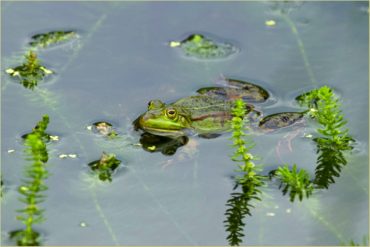 Teichfrosch