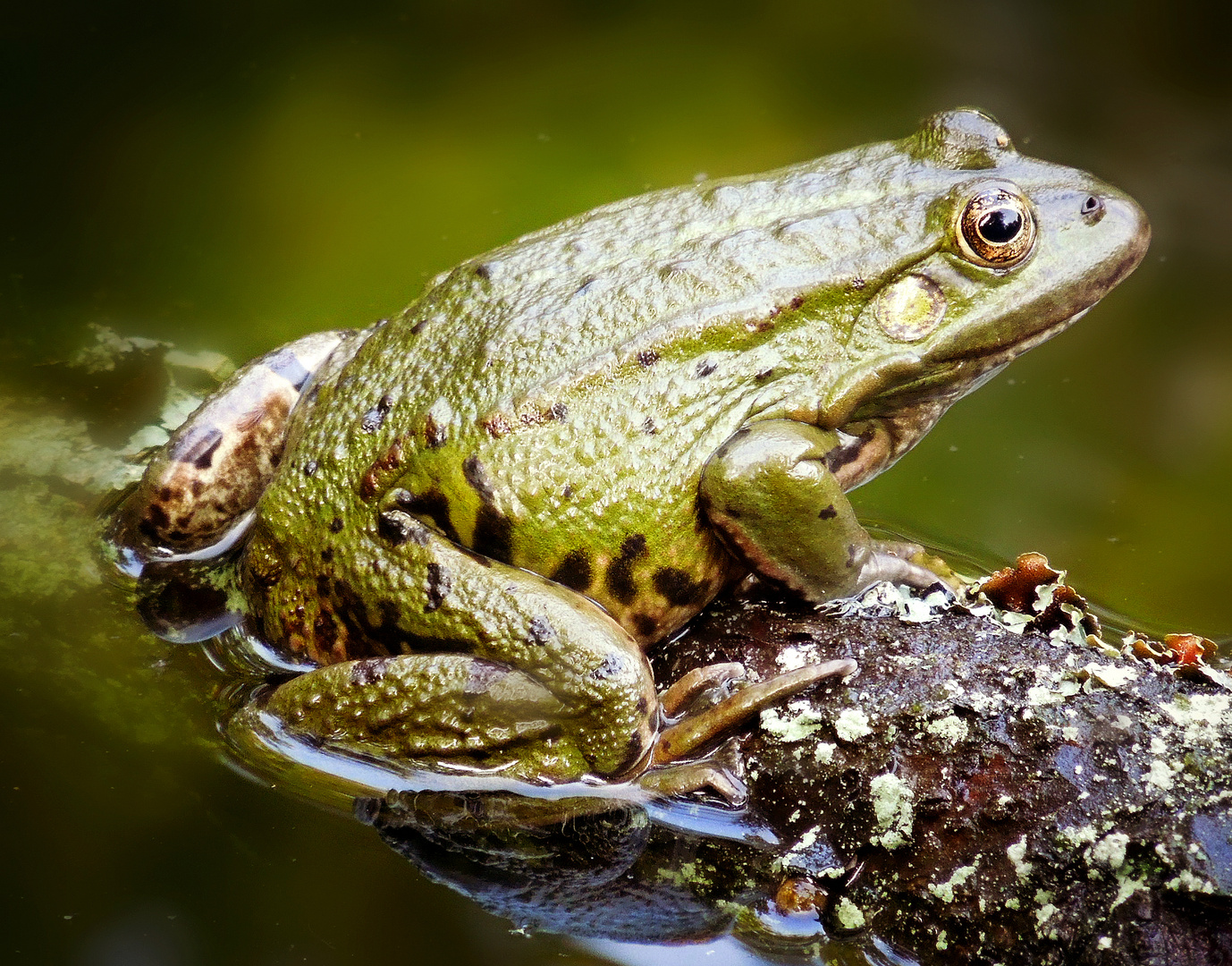 Teichfrosch