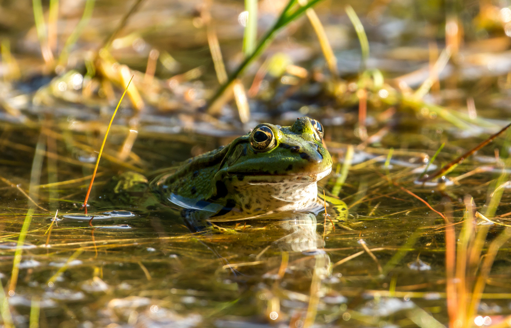 Teichfrosch