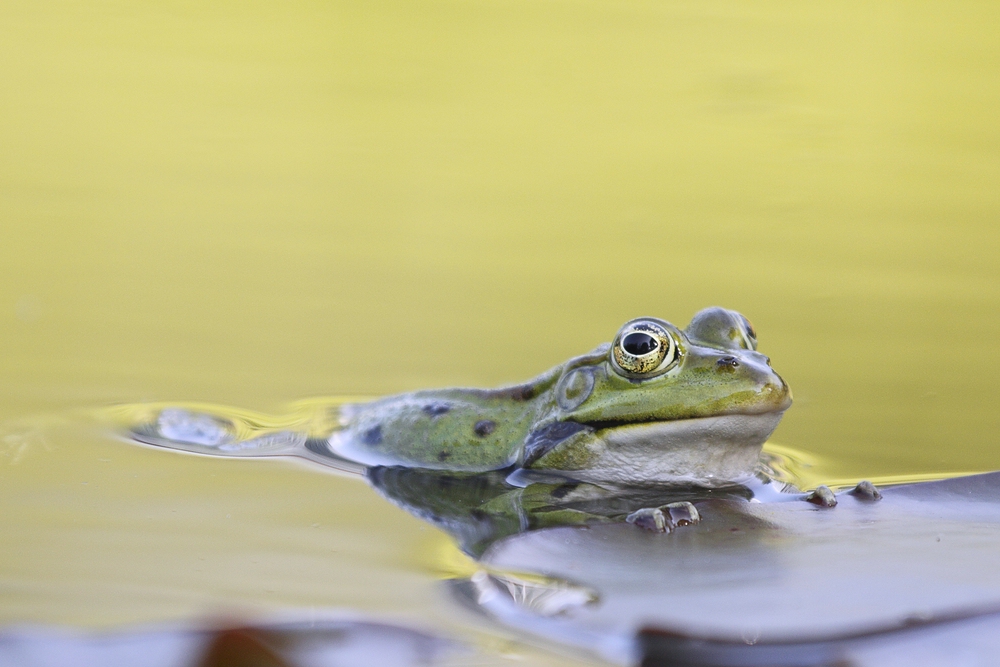 Teichfrosch