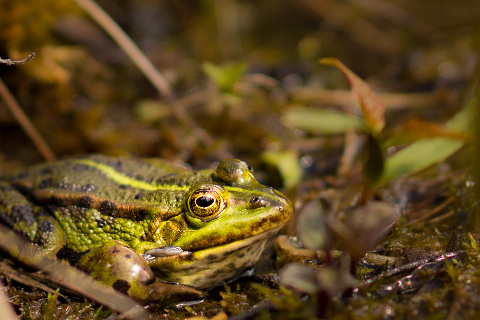 Teichfrosch Charles auf Brautschau