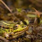 Teichfrosch Charles auf Brautschau