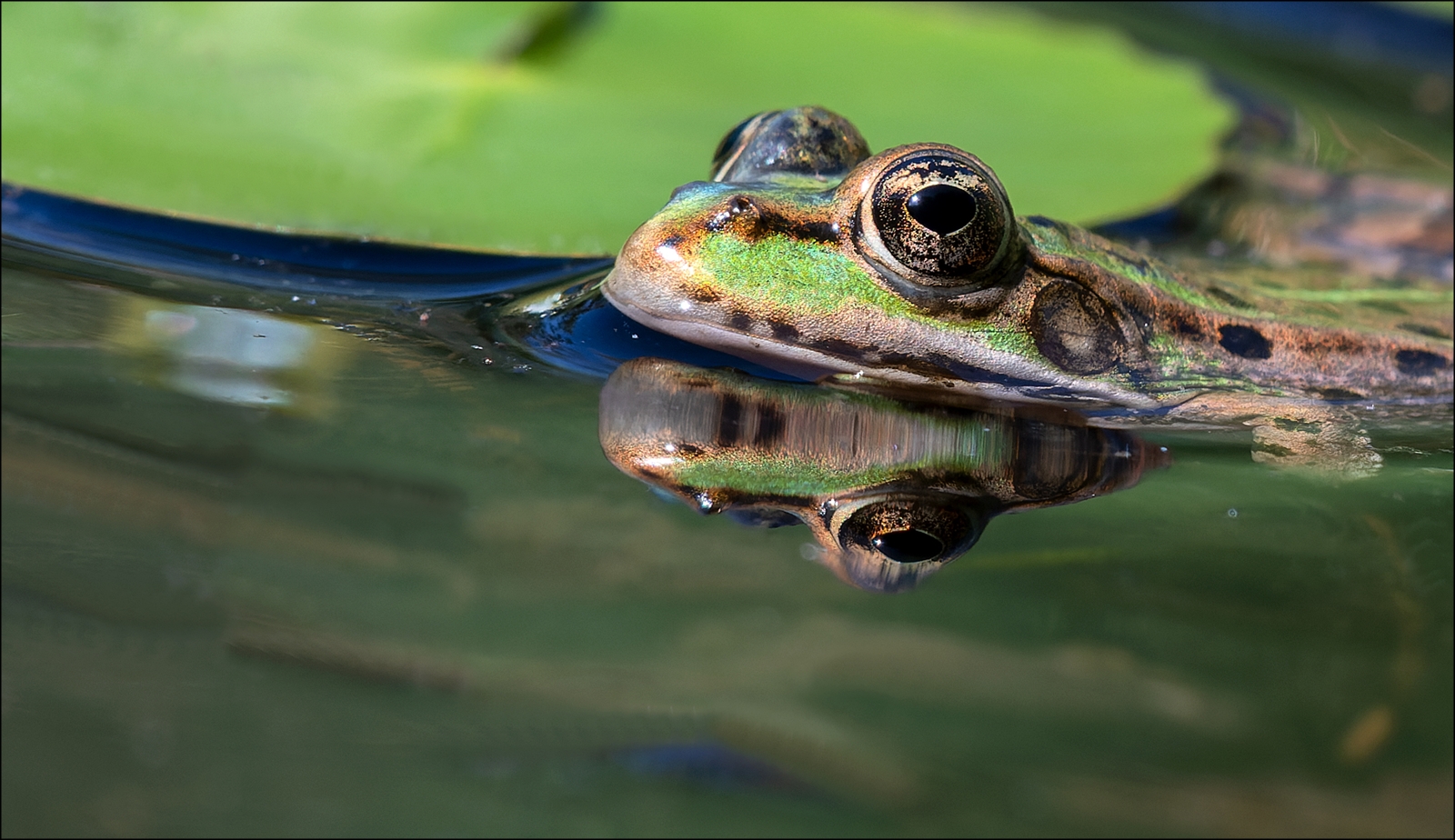 Teichfrosch