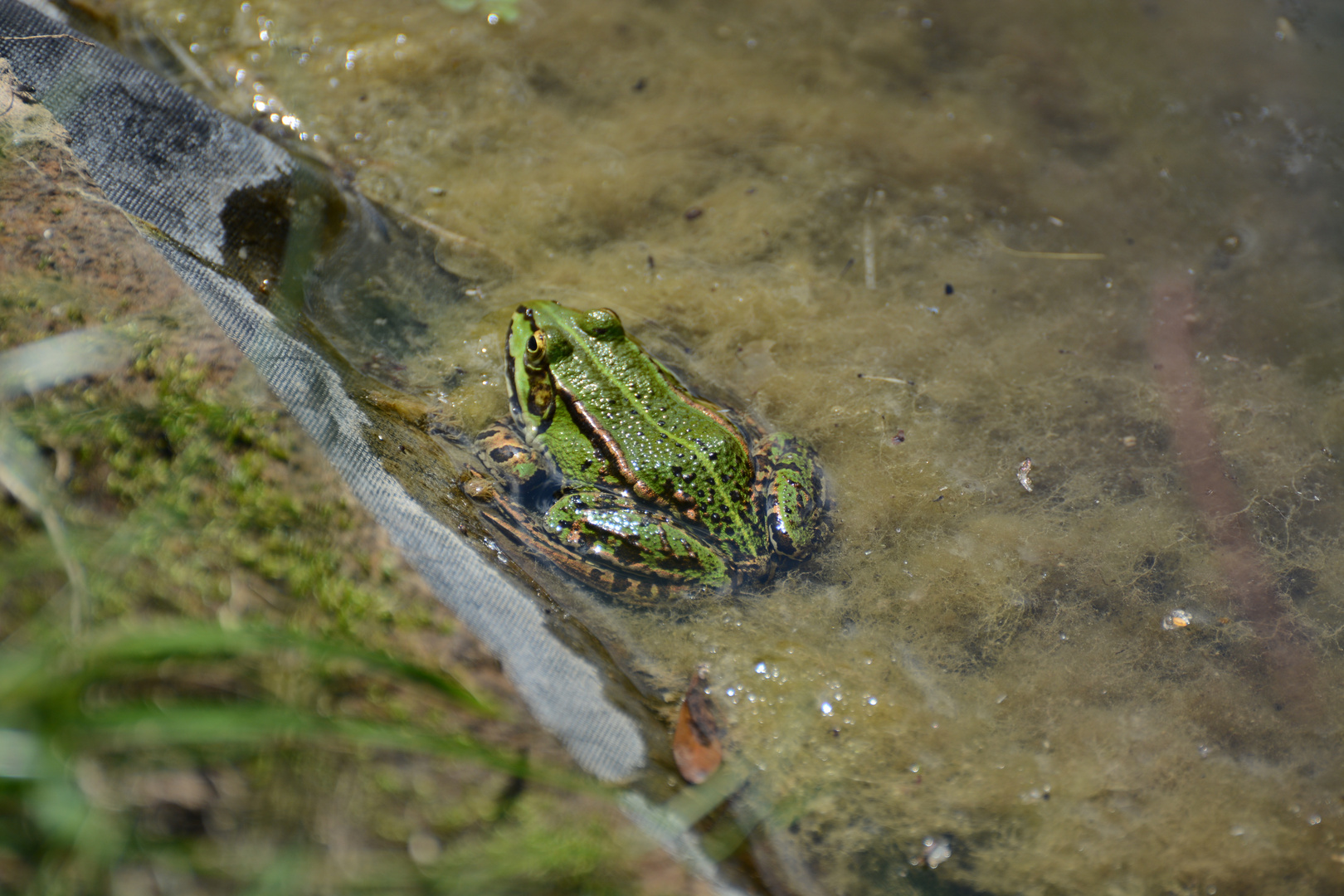 Teichfrosch