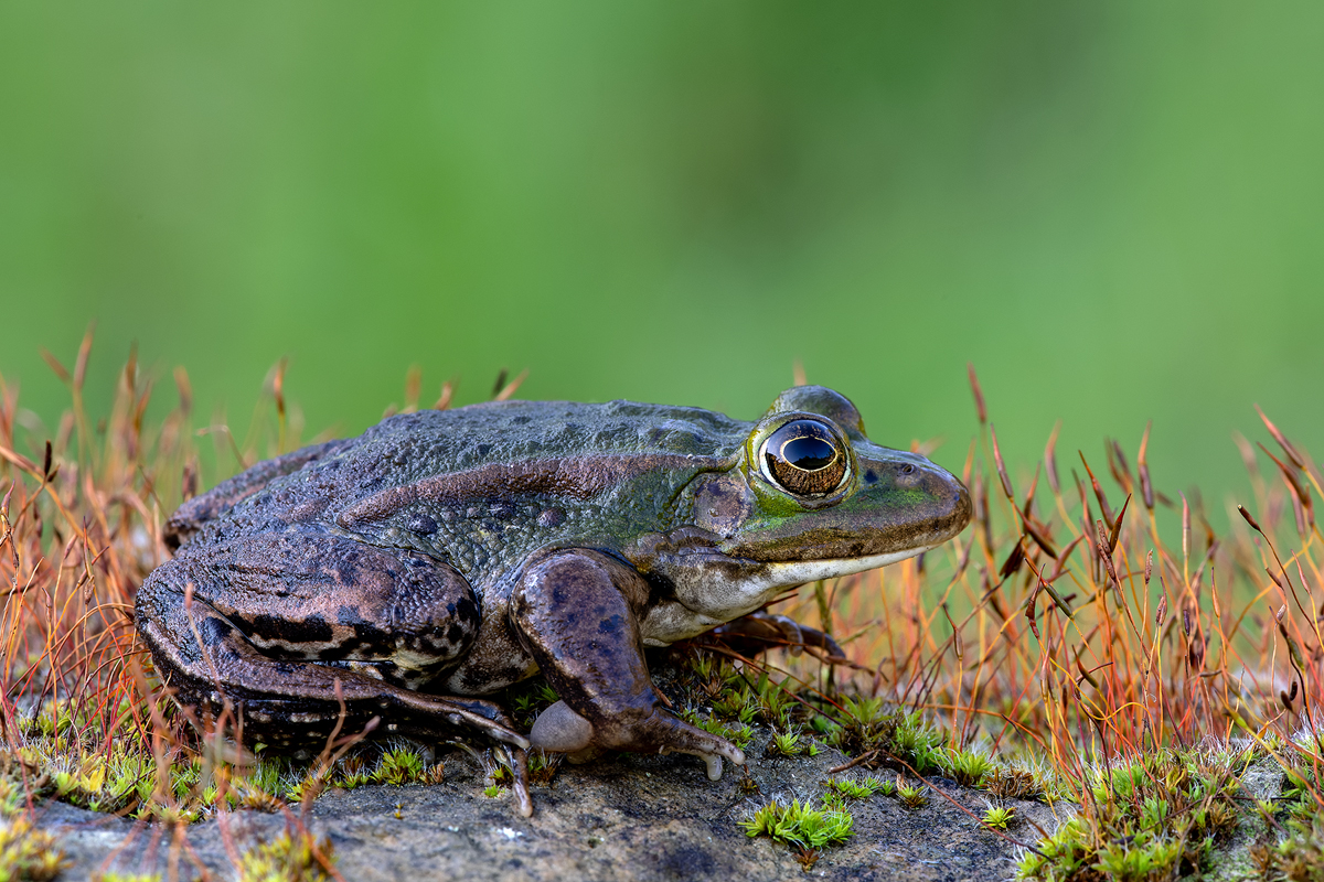 Teichfrosch