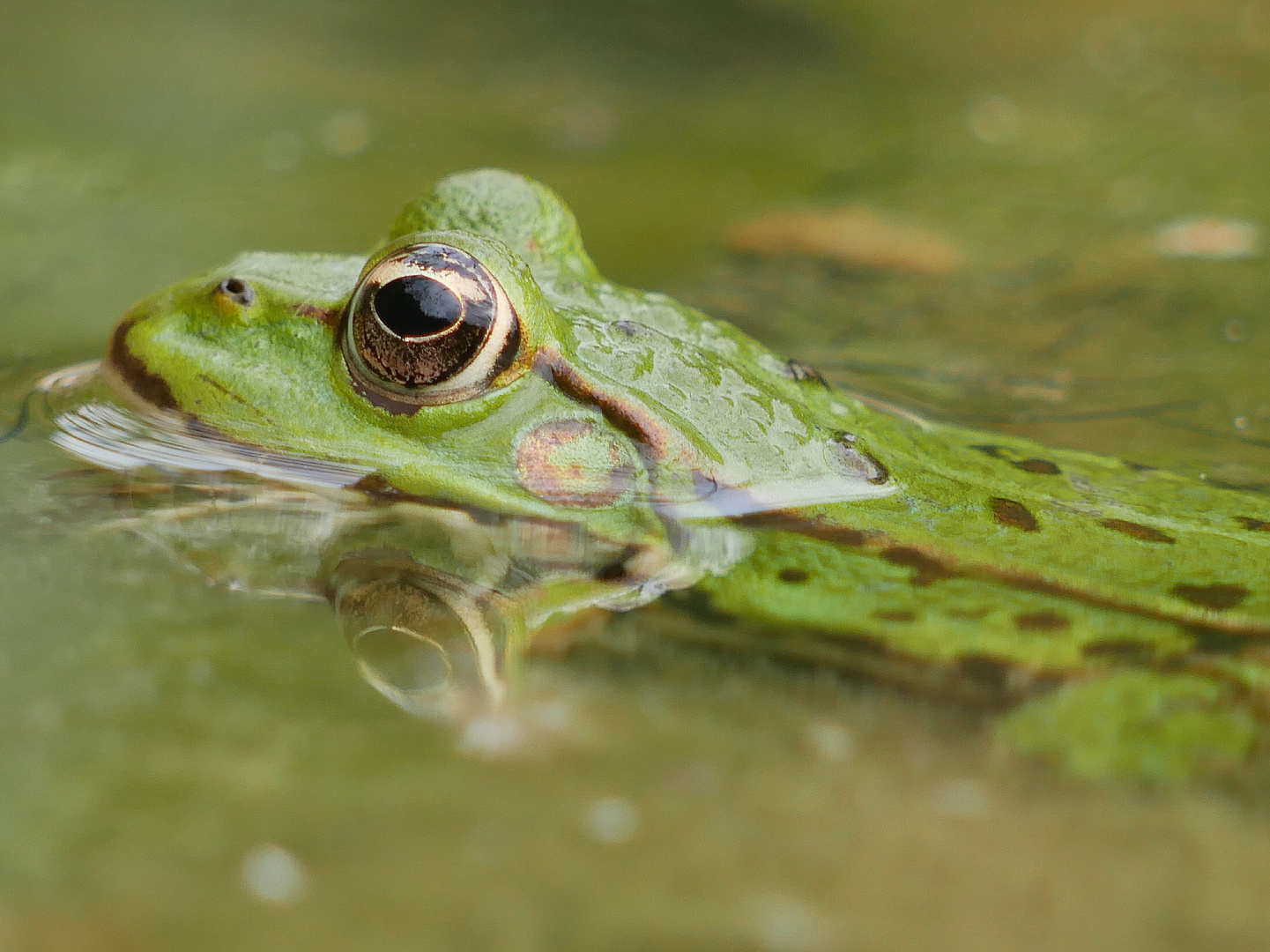 Teichfrosch