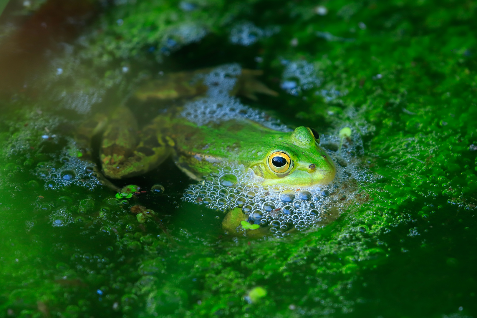 Teichfrosch