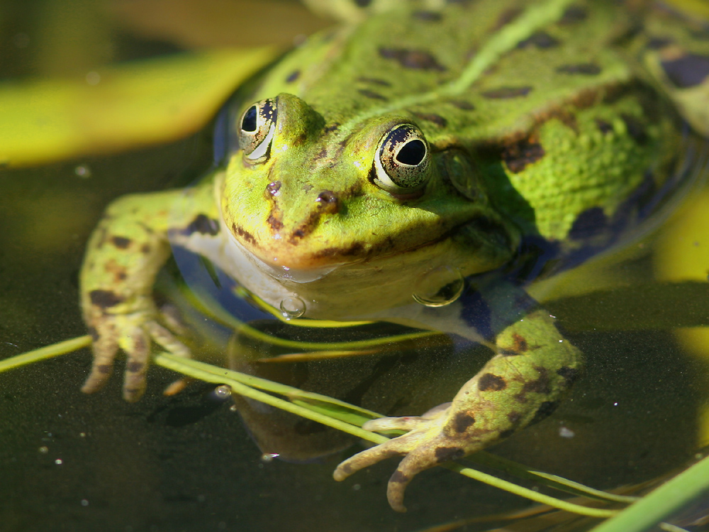 Teichfrosch