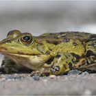 Teichfrosch