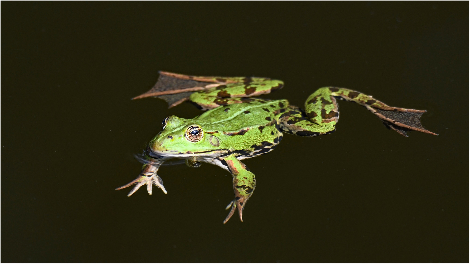 Teichfrosch