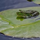 TEICHFROSCH