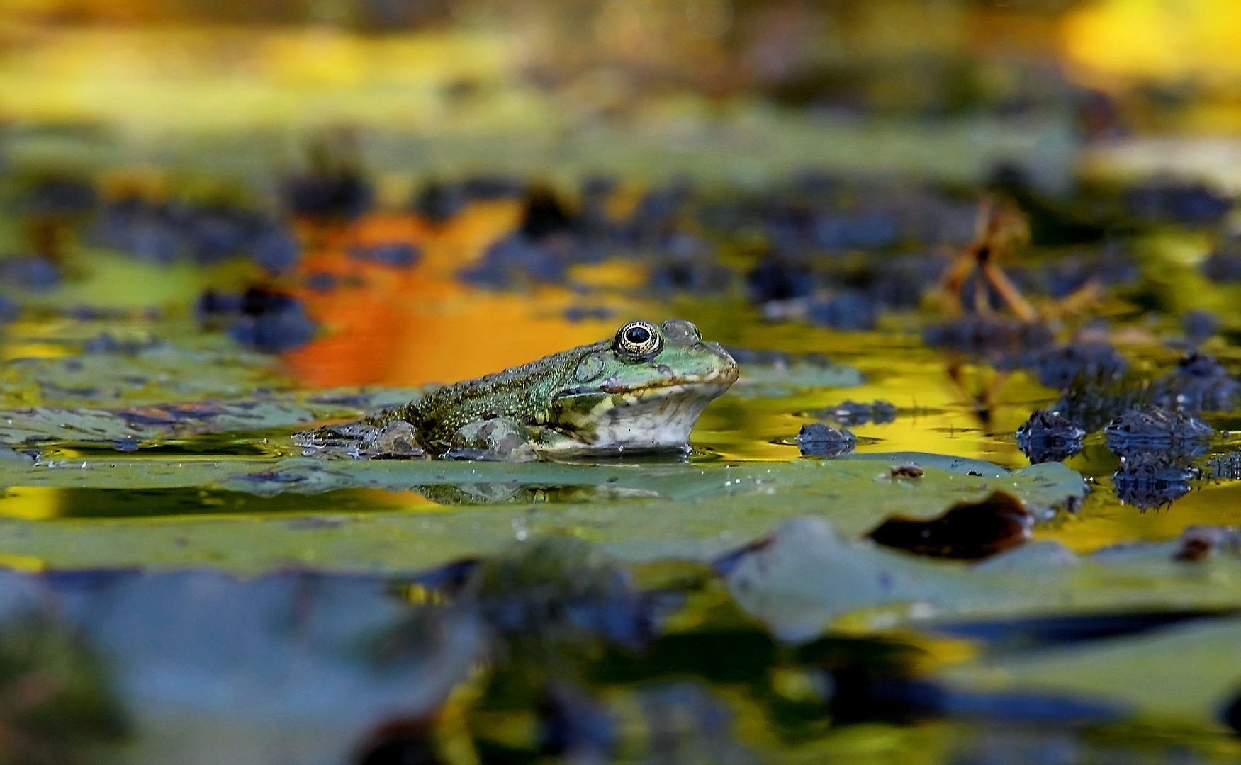 Teichfrosch