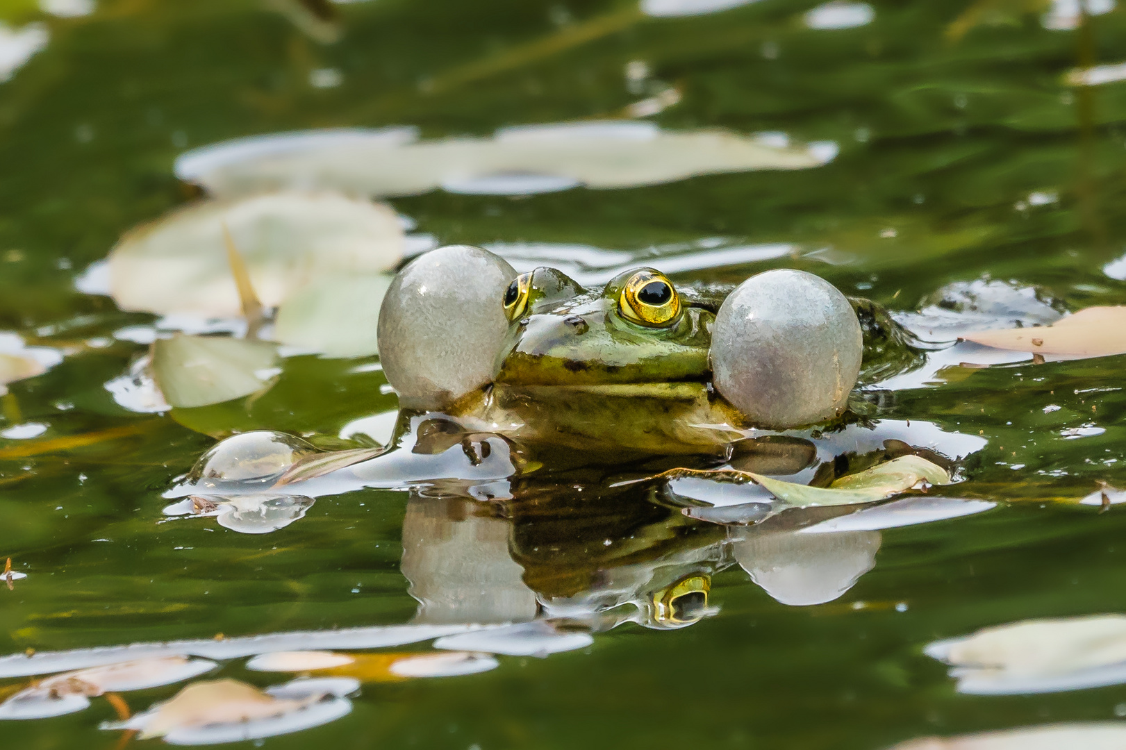 Teichfrosch