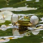 Teichfrosch