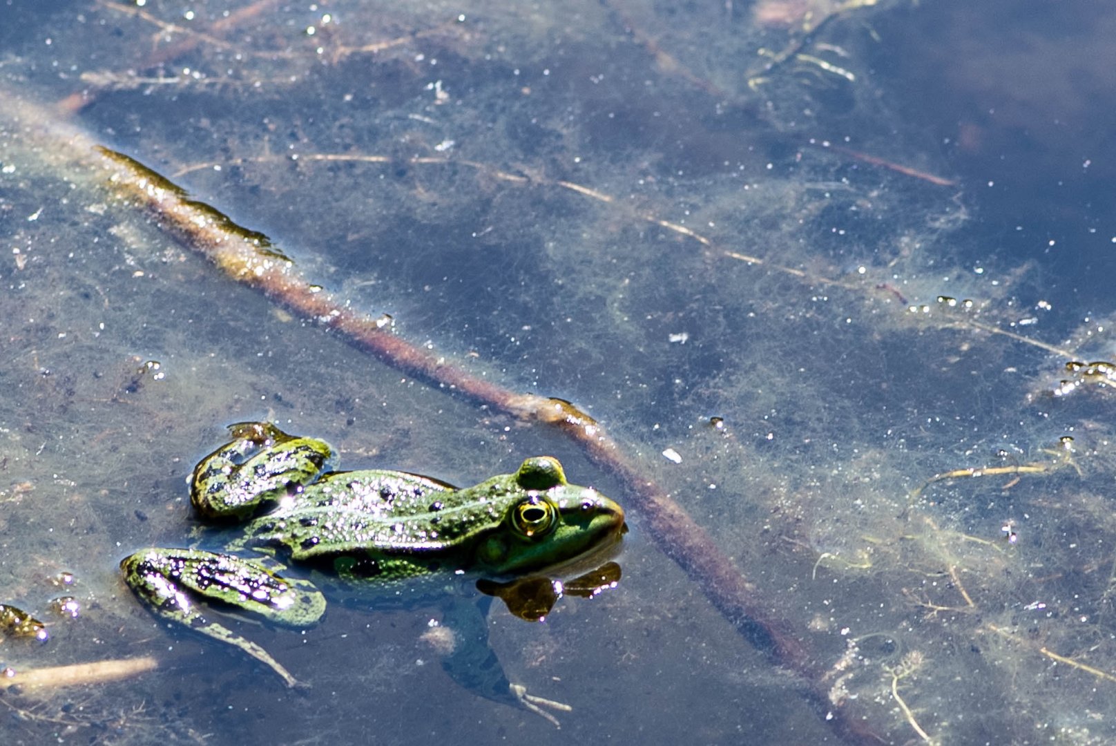 Teichfrosch