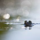 _______Teichfrosch________