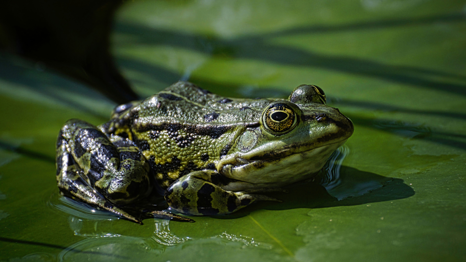 Teichfrosch