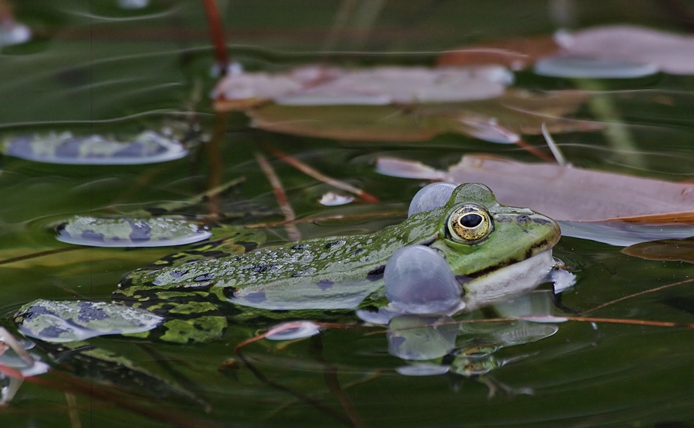 Teichfrosch, der dicke Backen macht